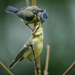 Redwell   June   2016 (334 Of 659).jpg